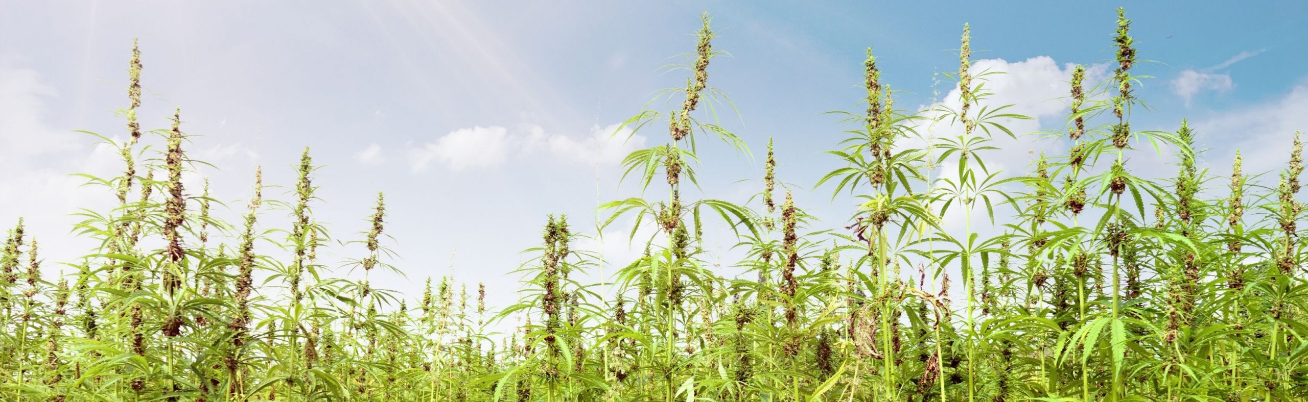 cannabis plant health